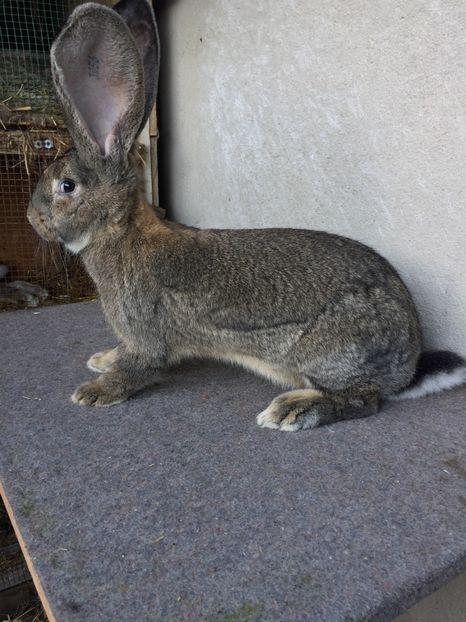 DB3C7ED8-7DB5-48ED-9BE7-593EB4FD66F6 - RO 8-3056