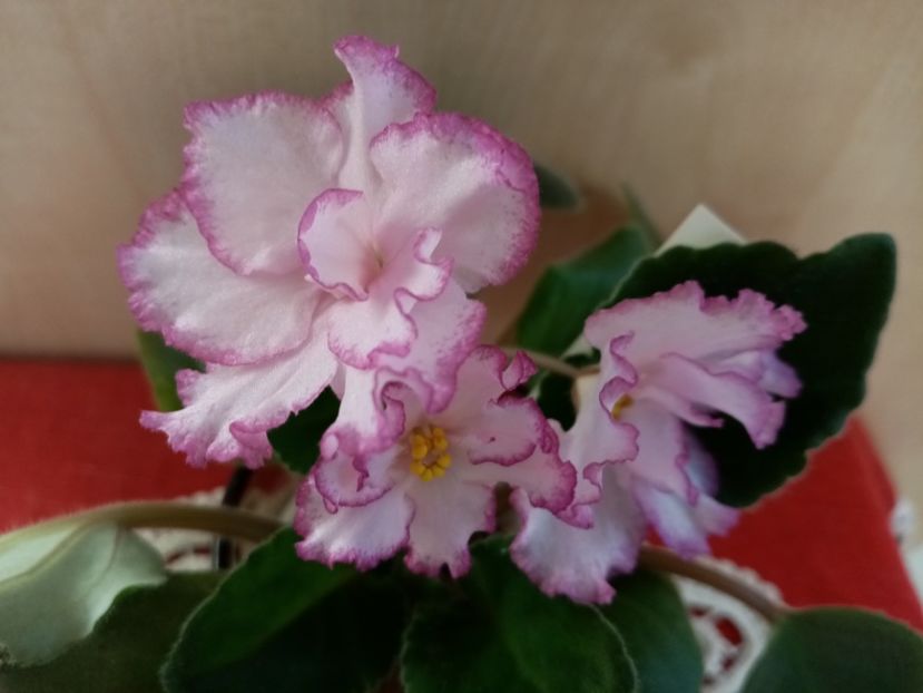  - Ian Minuet de la Olivia