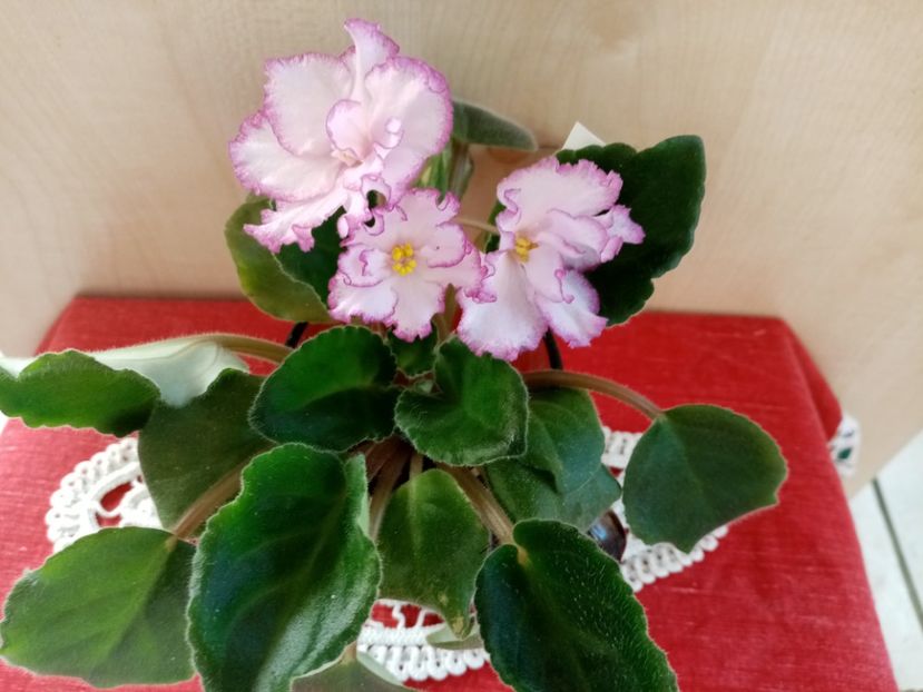  - Ian Minuet de la Olivia