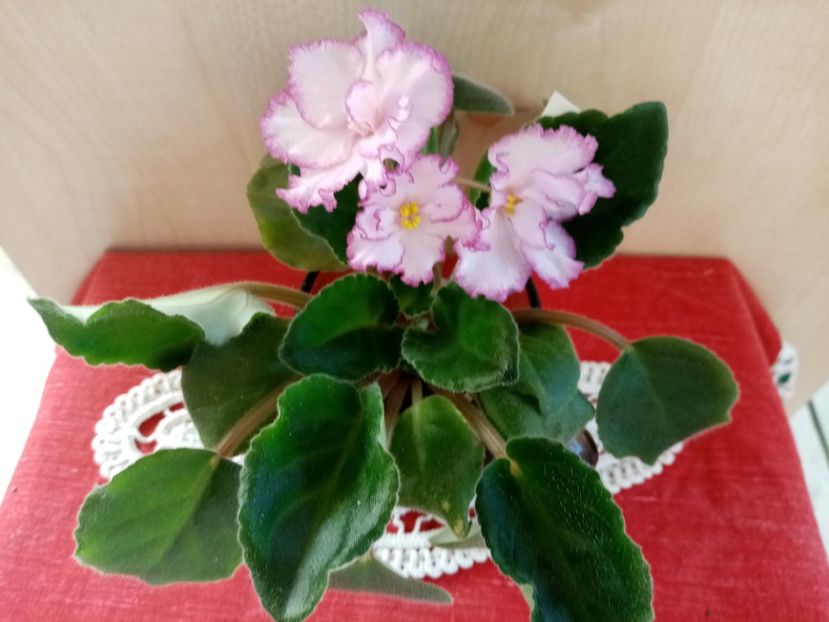  - Ian Minuet de la Olivia