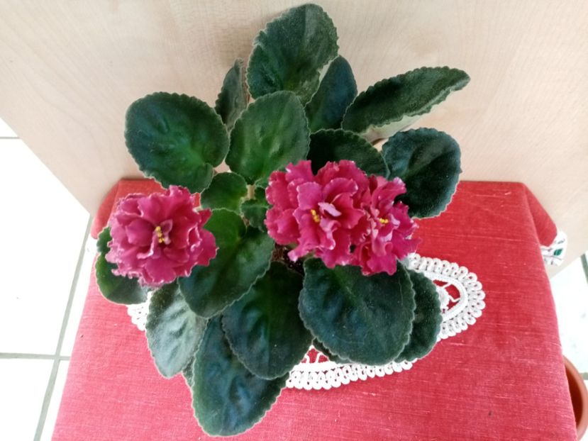  - LE Madzenta de la Olivia