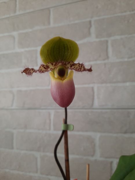  - florile mele dragi