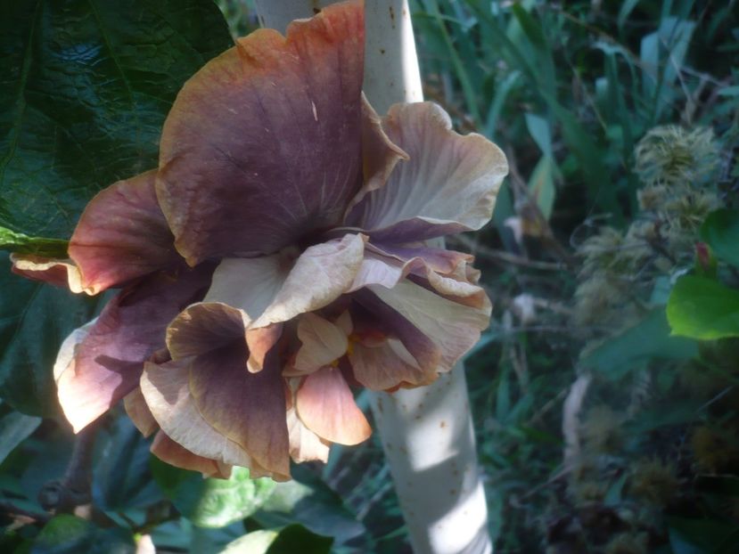 12.09.2020 - HIBISCUSI 2020-4