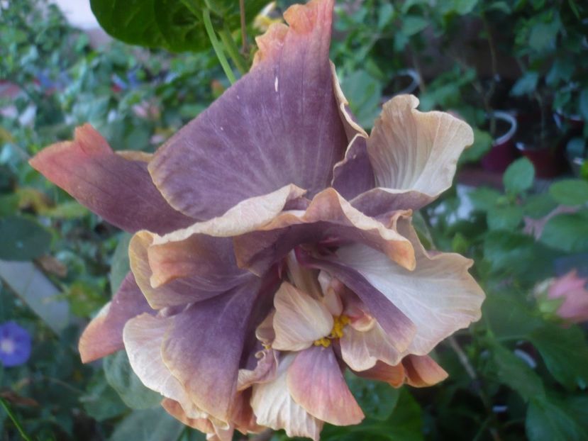 P1460430 - HIBISCUSI 2020-4