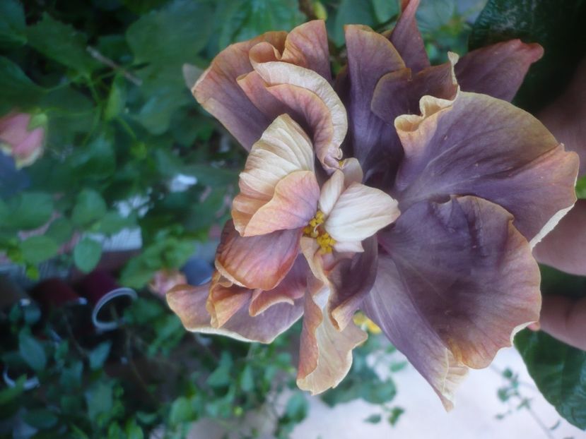 P1460431 - HIBISCUSI 2020-4