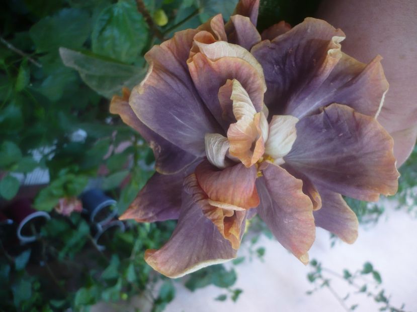 P1460432 - HIBISCUSI 2020-4