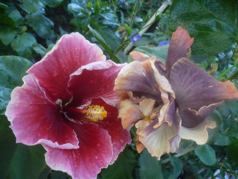 P1460433 - HIBISCUSI 2020-4