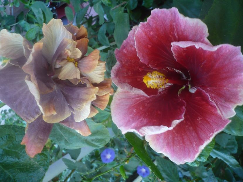 P1460434 - HIBISCUSI 2020-4