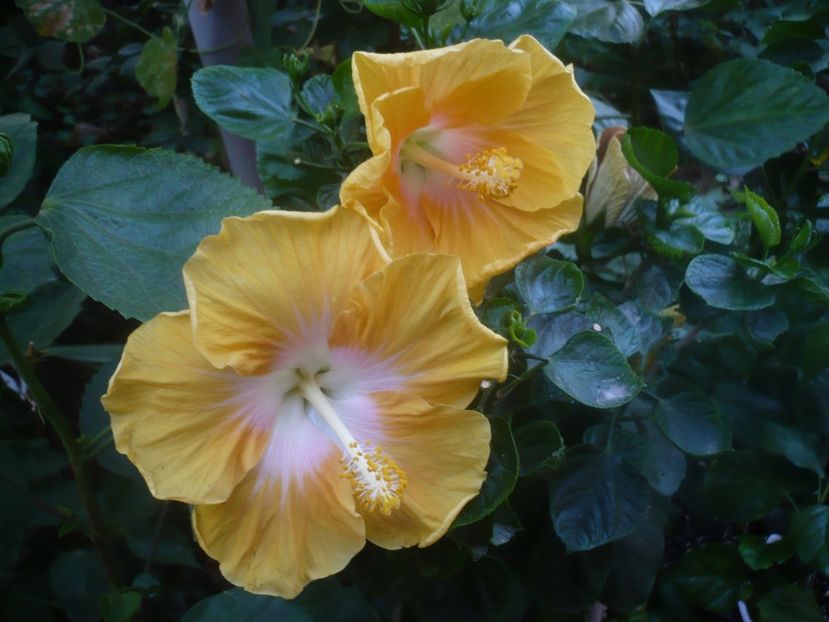 P1460435 - HIBISCUSI 2020-4