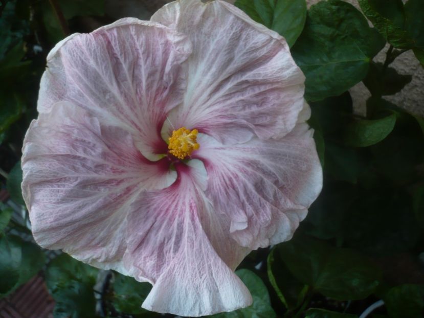 P1460438 - HIBISCUSI 2020-4