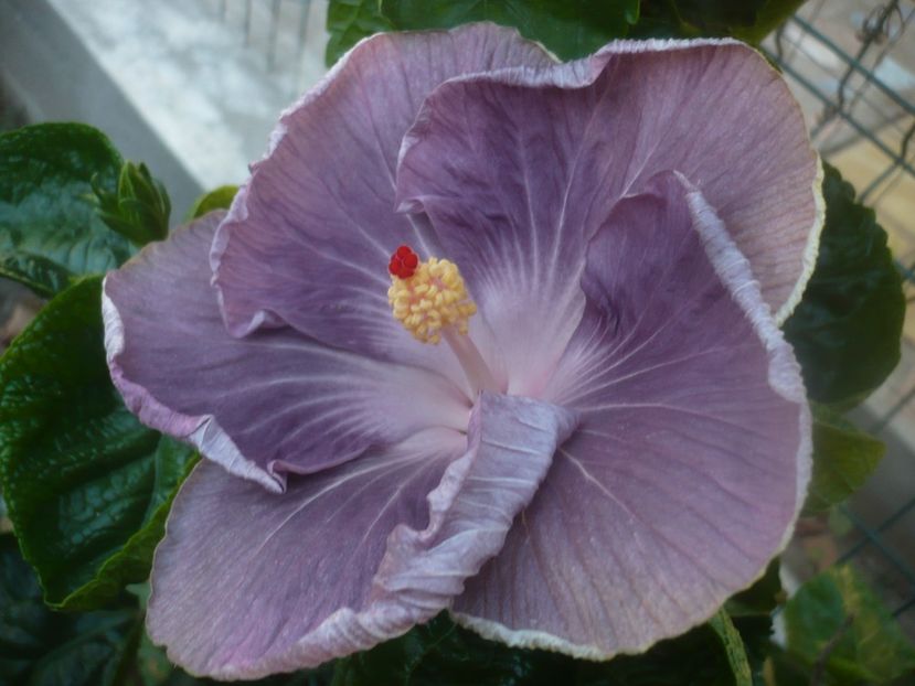 P1460440 - HIBISCUSI 2020-4