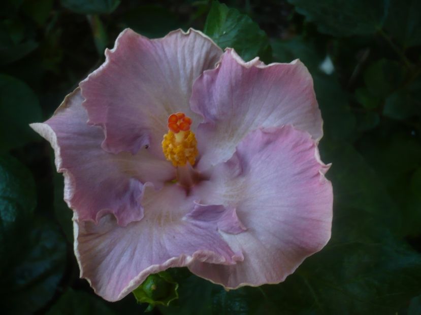 P1460445 - HIBISCUSI 2020-4