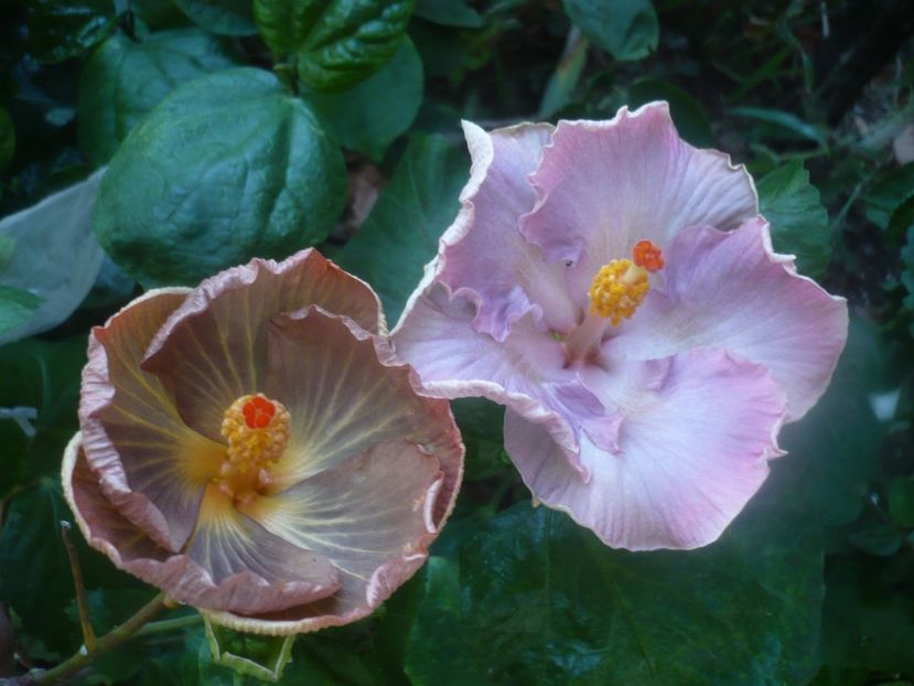 P1460446 - HIBISCUSI 2020-4