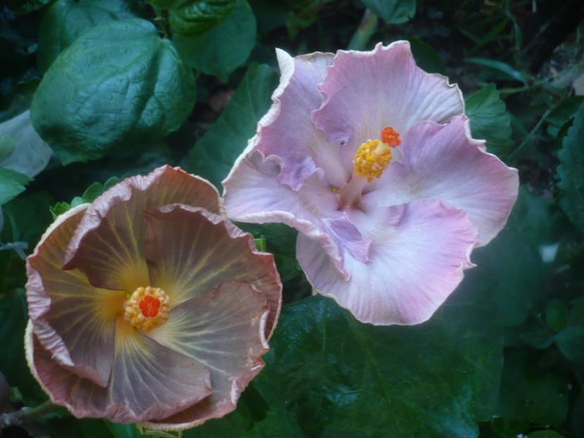 P1460447 - HIBISCUSI 2020-4