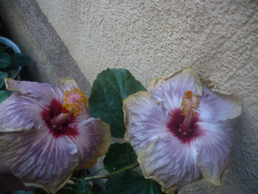 P1460448 - HIBISCUSI 2020-4