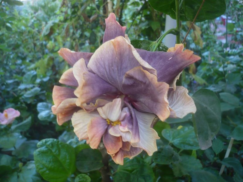 P1460449 - HIBISCUSI 2020-4