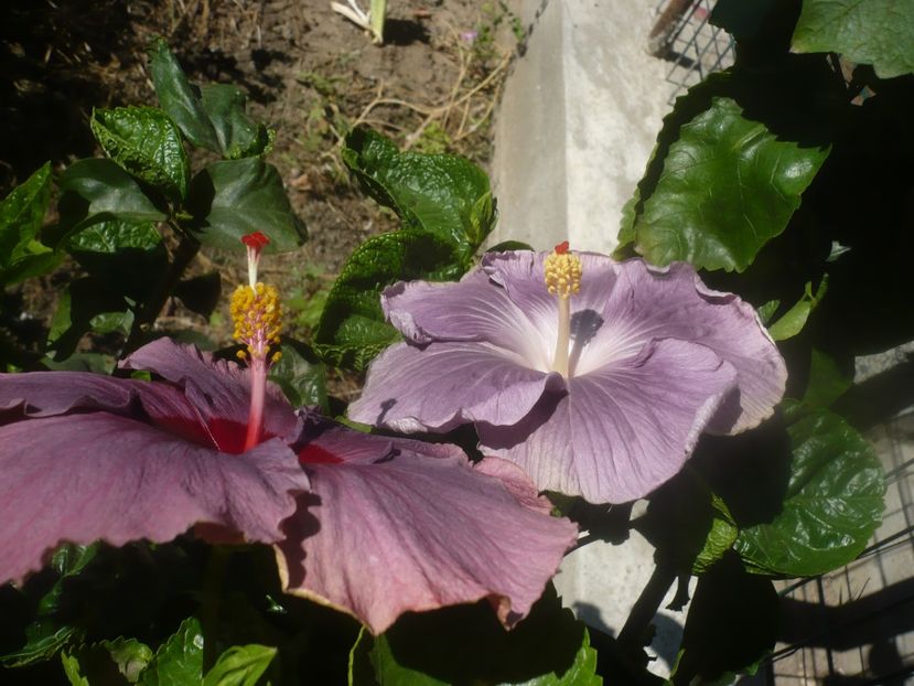 P1460451 - HIBISCUSI 2020-4