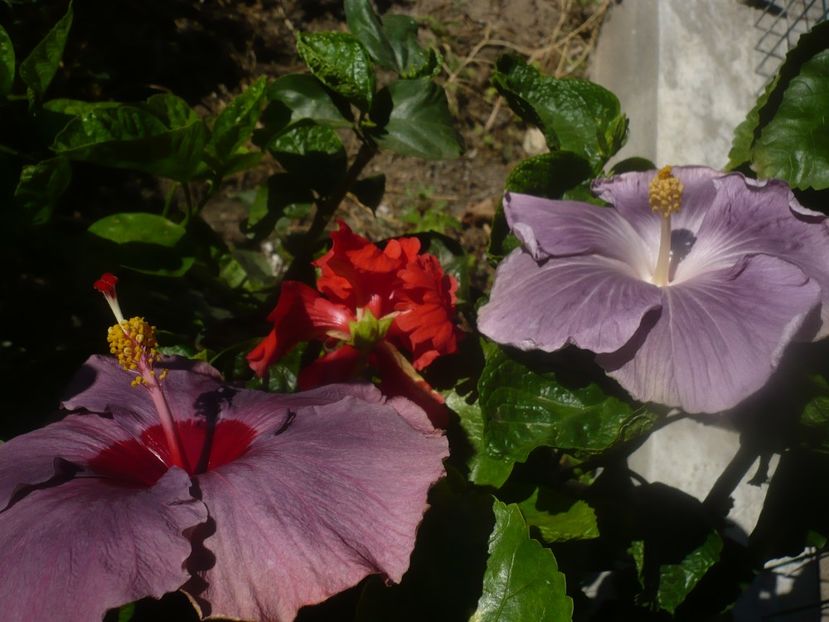 P1460453 - HIBISCUSI 2020-4