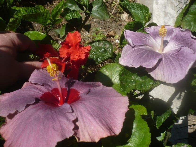 P1460454 - HIBISCUSI 2020-4