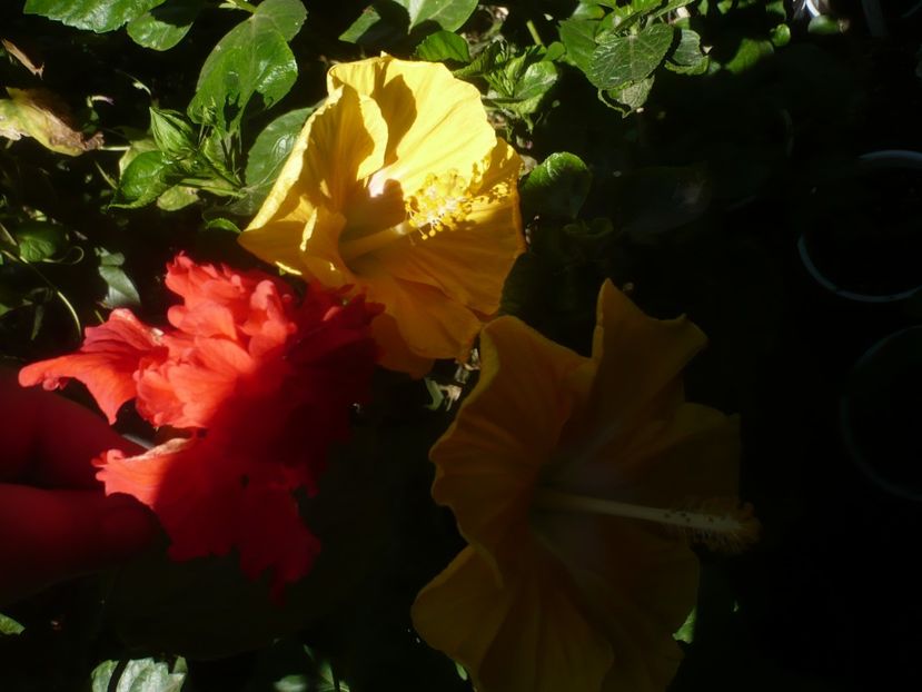 P1460455 - HIBISCUSI 2020-4