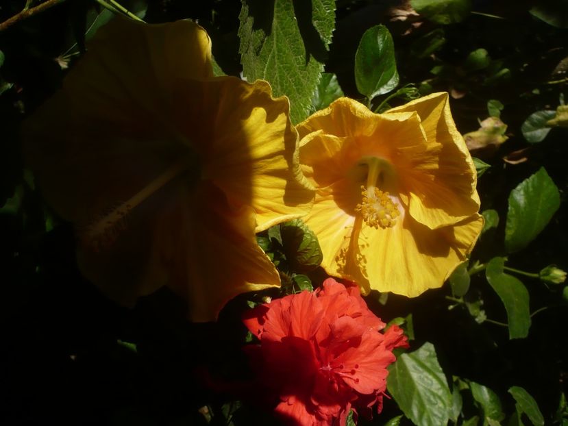 P1460456 - HIBISCUSI 2020-4