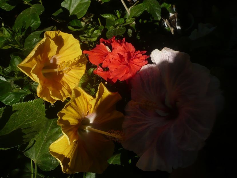 P1460457 - HIBISCUSI 2020-4