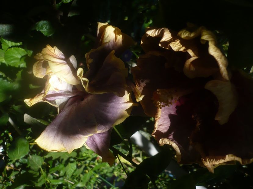 P1460458 - HIBISCUSI 2020-4