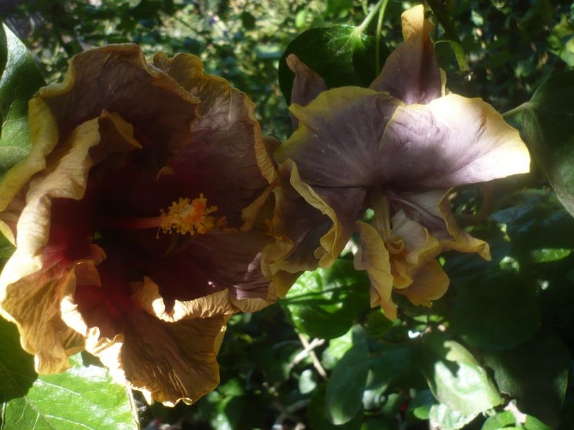 P1460459 - HIBISCUSI 2020-4