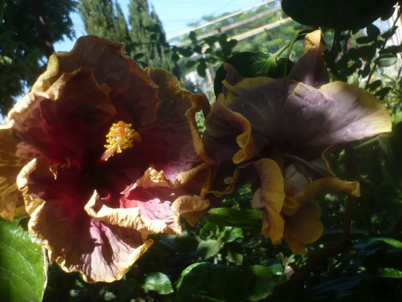 P1460461 - HIBISCUSI 2020-4