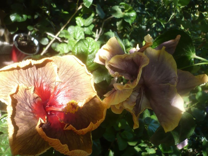 P1460464 - HIBISCUSI 2020-4