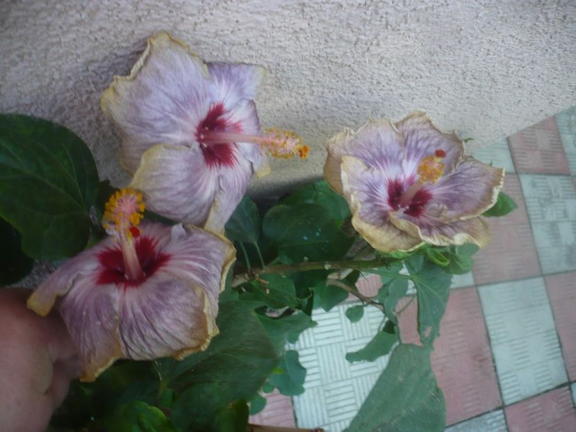 P1460469 - HIBISCUSI 2020-4