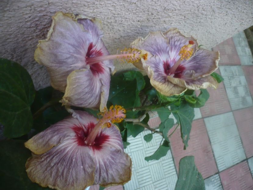 P1460470 - HIBISCUSI 2020-4