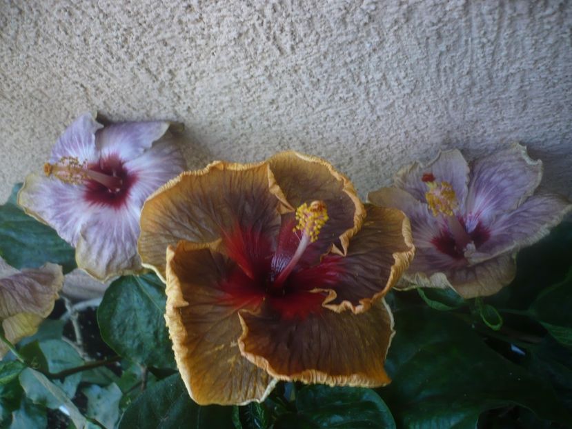 P1460471 - HIBISCUSI 2020-4