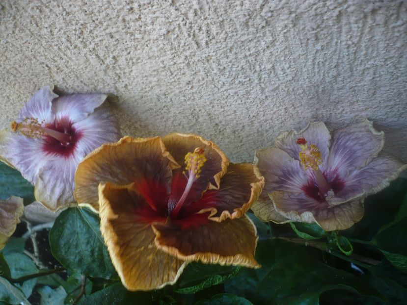 P1460472 - HIBISCUSI 2020-4