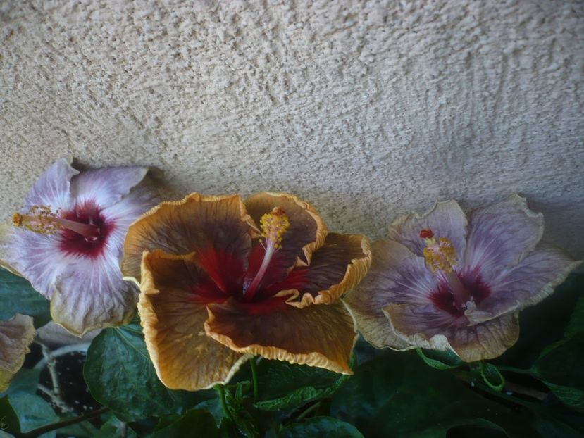 P1460473 - HIBISCUSI 2020-4