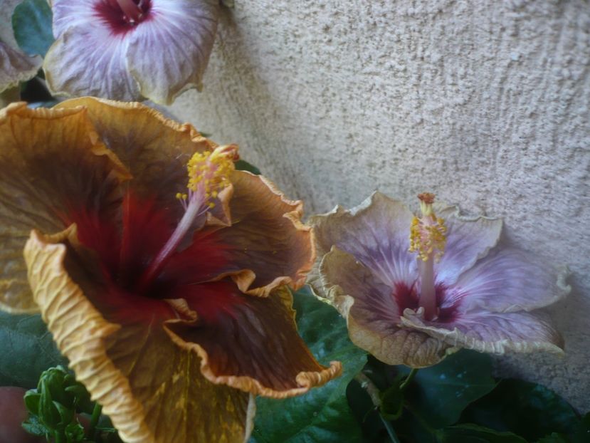 P1460474 - HIBISCUSI 2020-4