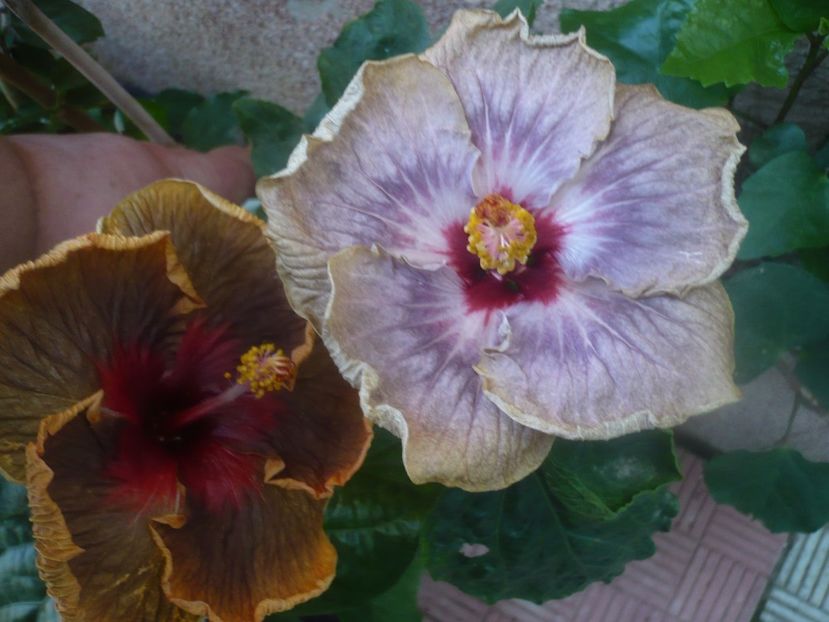 P1460475 - HIBISCUSI 2020-4