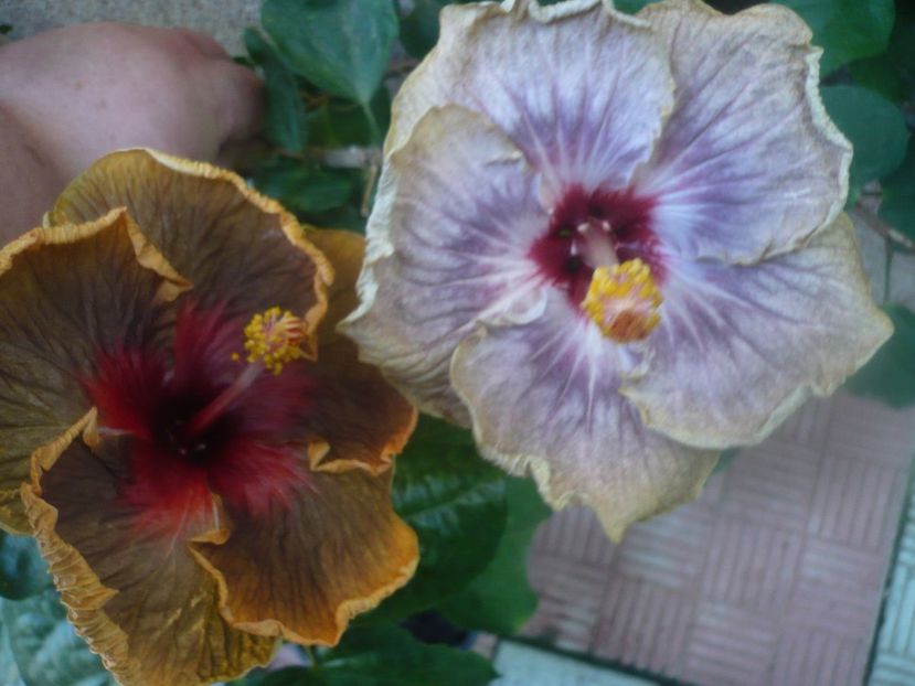 P1460476 - HIBISCUSI 2020-4