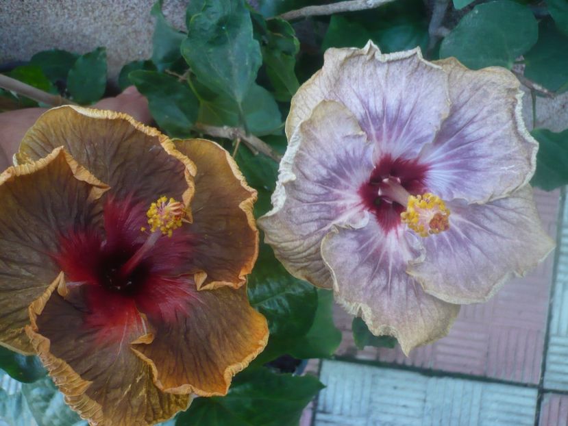 P1460477 - HIBISCUSI 2020-4