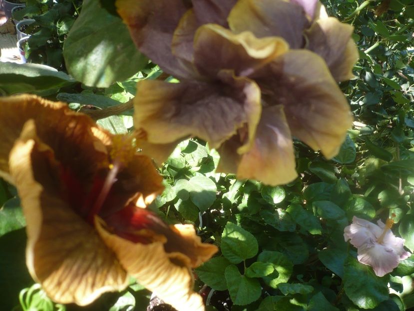 P1460478 - HIBISCUSI 2020-4