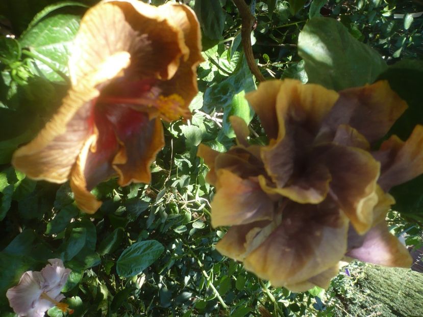 P1460479 - HIBISCUSI 2020-4