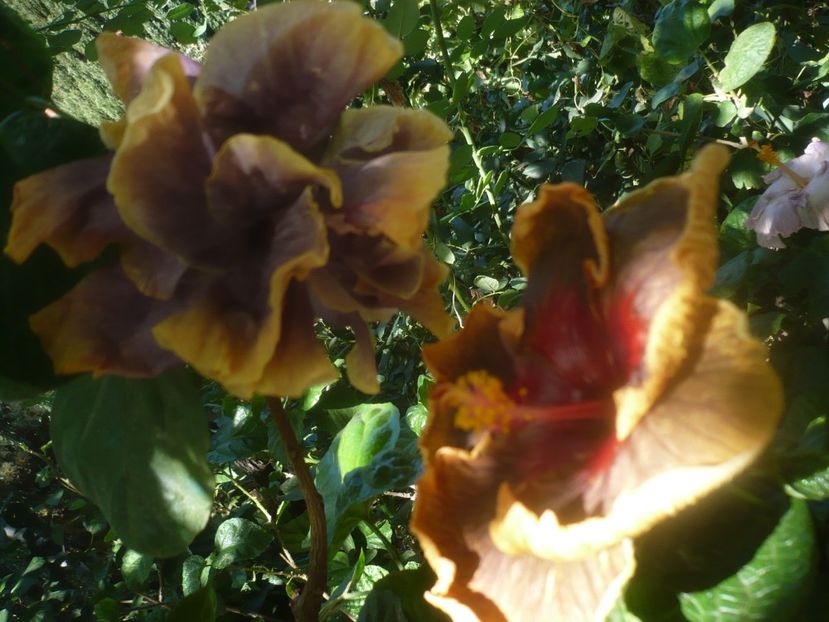 P1460480 - HIBISCUSI 2020-4