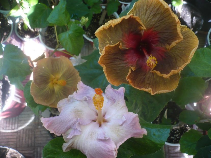 P1460481 - HIBISCUSI 2020-4