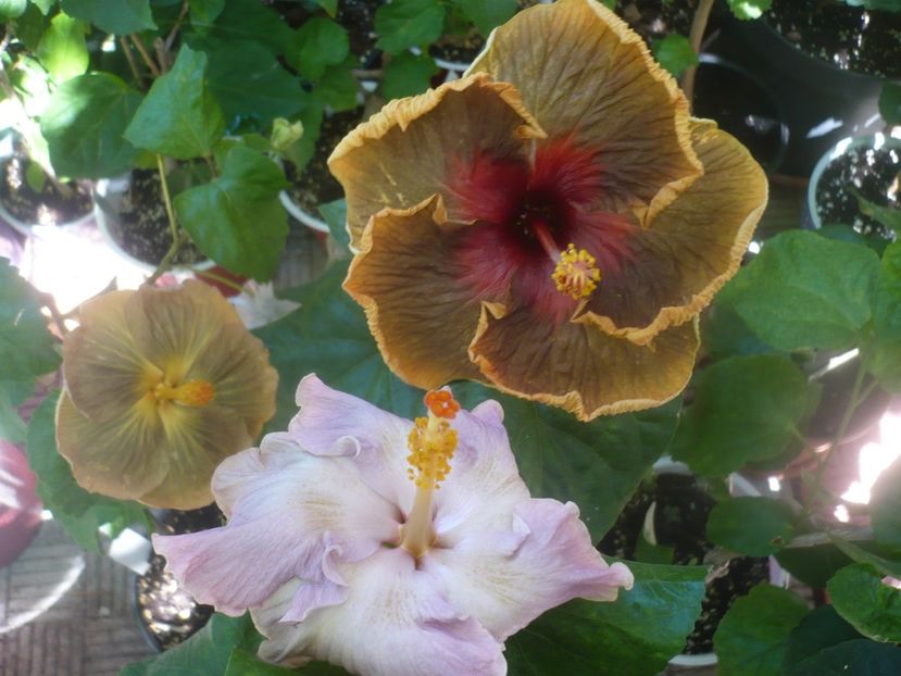 P1460483 - HIBISCUSI 2020-4