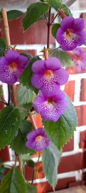  - Ultima sedinta foto 2020