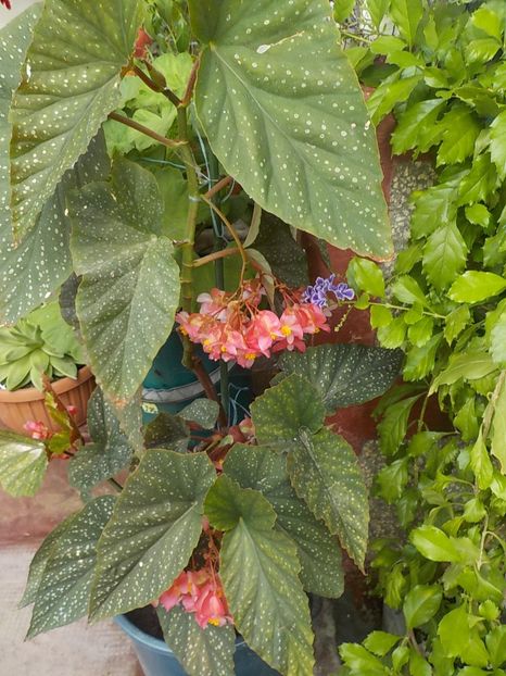  - begonia lucernae