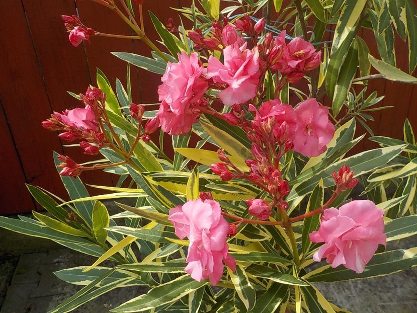  - variegat nr 24