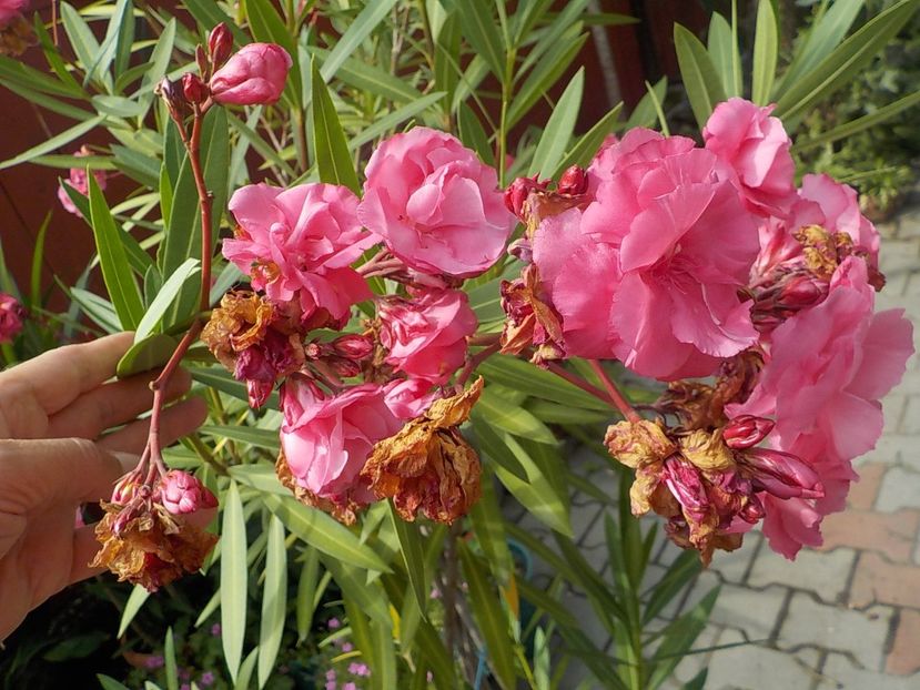  - roseum plenum 21