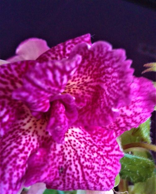  - achimenes 6 11 2020