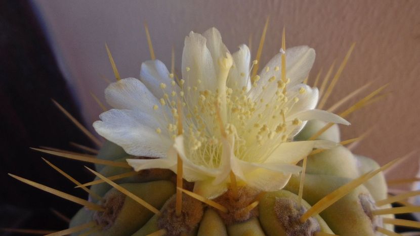 Copiapoa haseltoniana - Cactusi 2020 evolutie vara bis